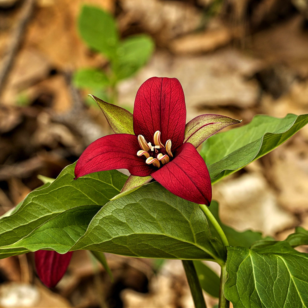 Red Trillium