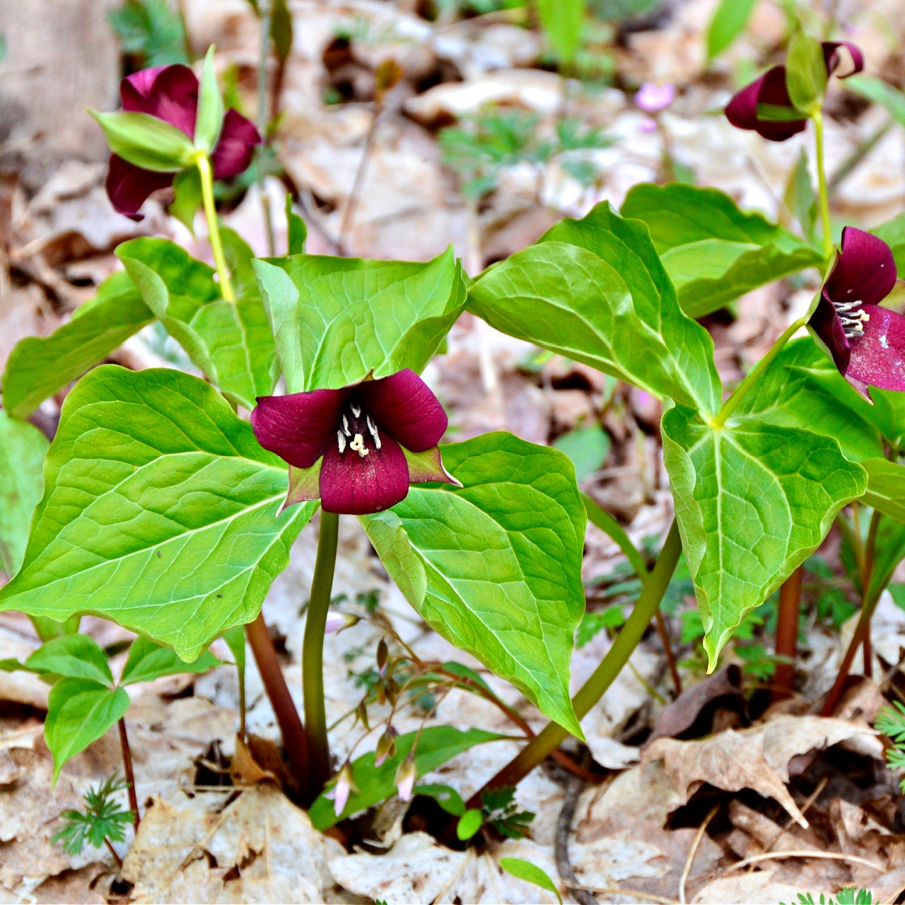 Red Trilliums