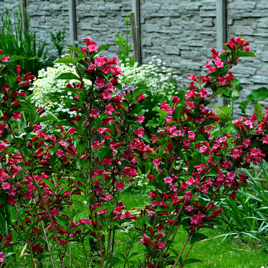 Red Weigela