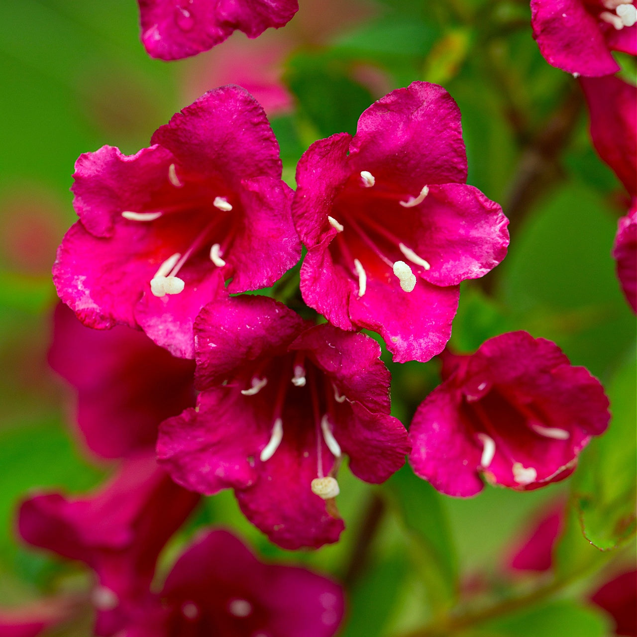 Red Weigela Blooms