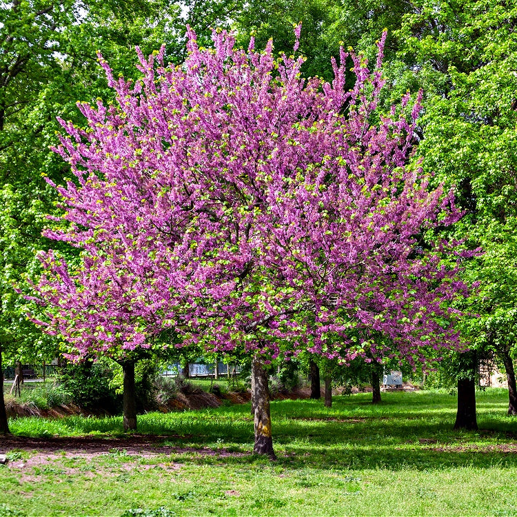 Redbud Seedlings