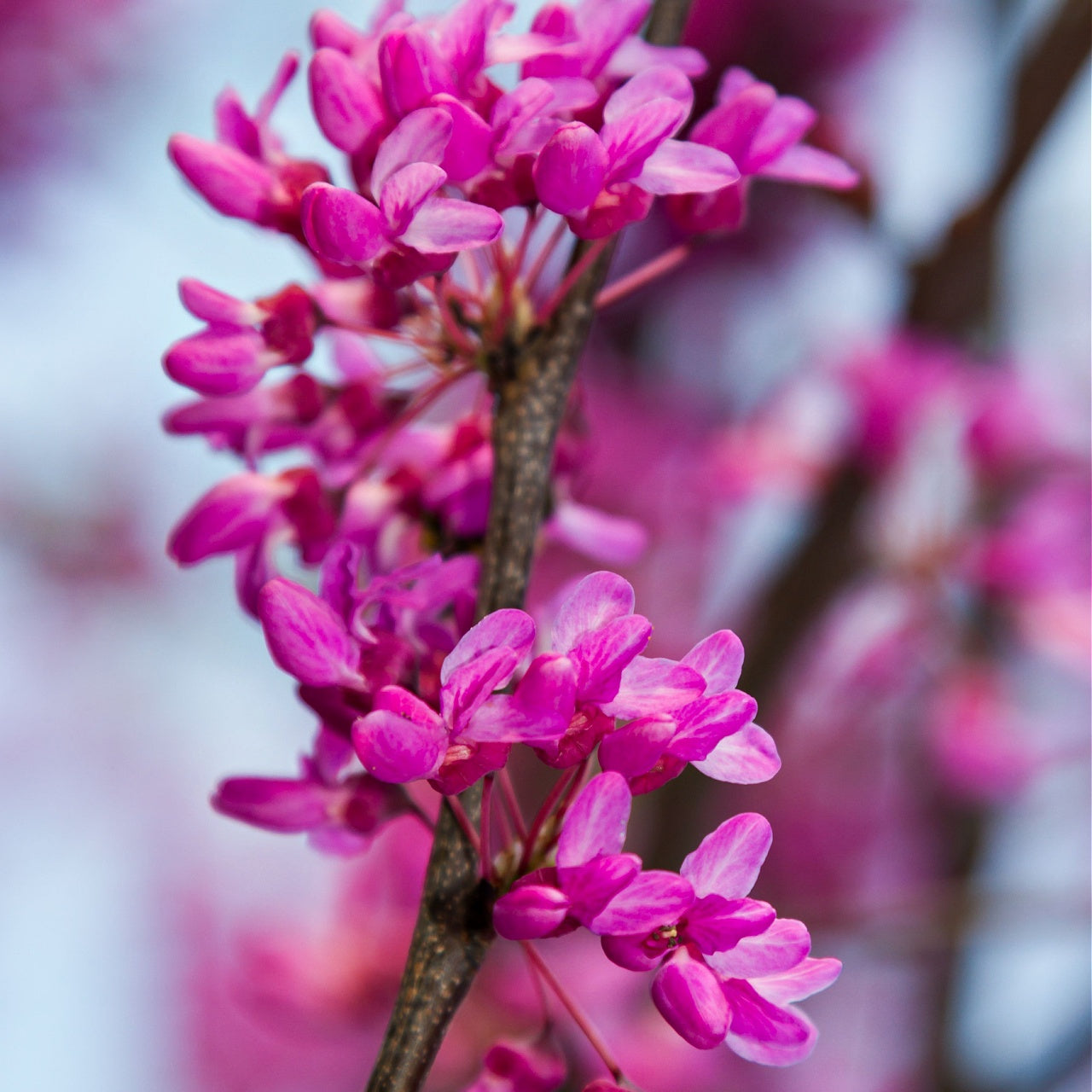 Redbud Seedlings Bloom 