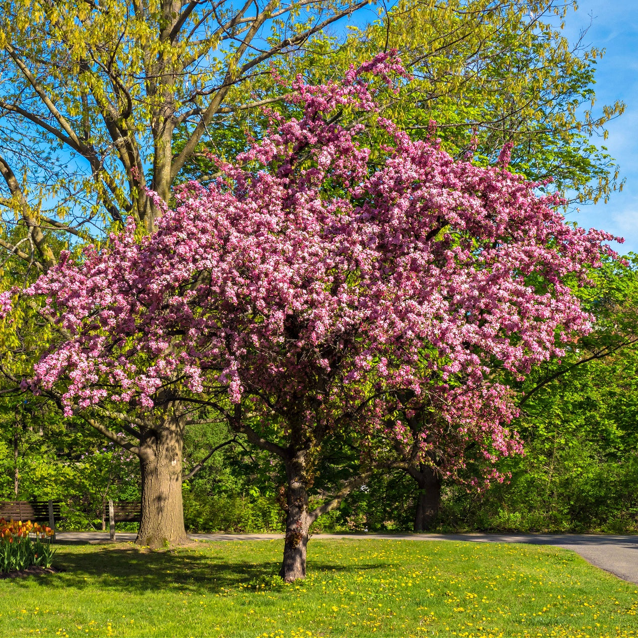 Redbud Tree