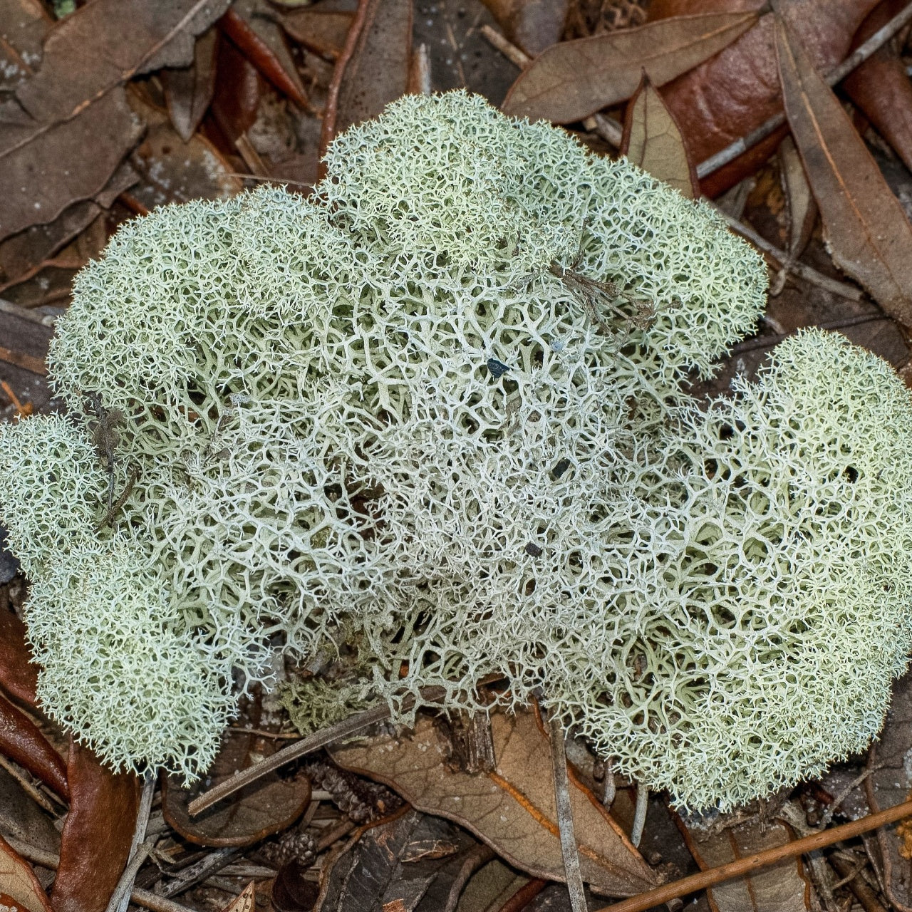 Reindeer Moss Clearances