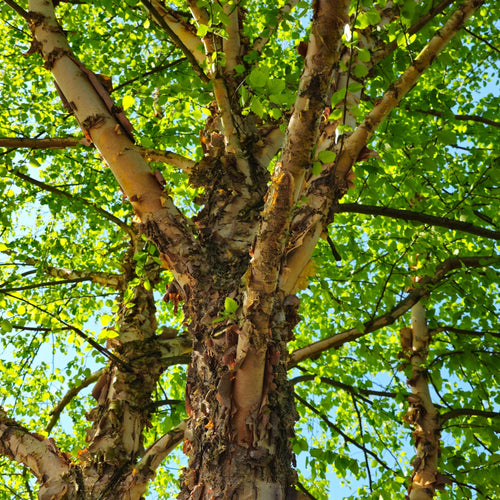 River Birch Tree