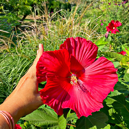 Vibrant Rose Mallow hibiscus flower with ruffled red petals and yellow center in hand