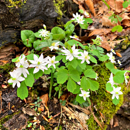 Rue Anemone