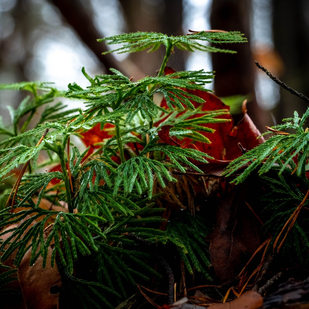 Running Cedar plant