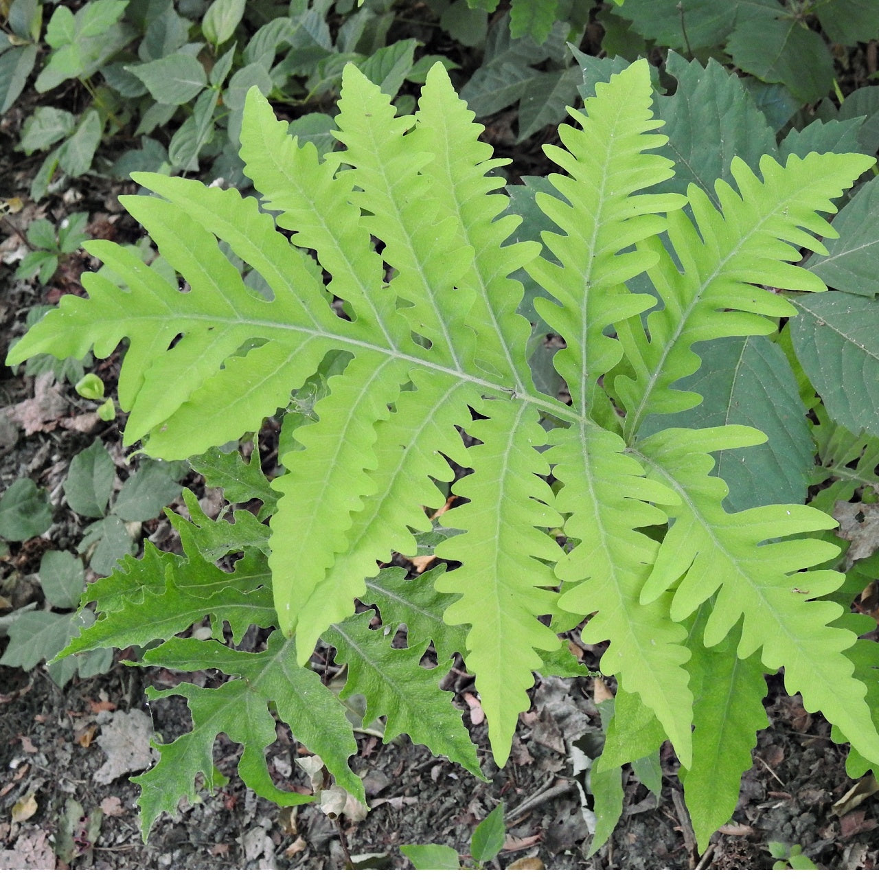 Sensitive Fern