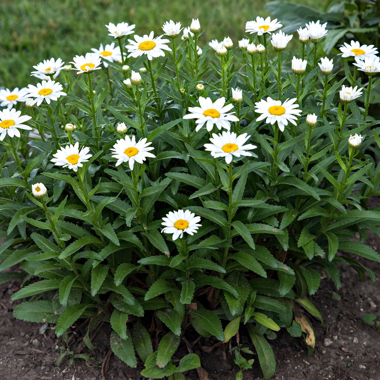 Shasta Daisy