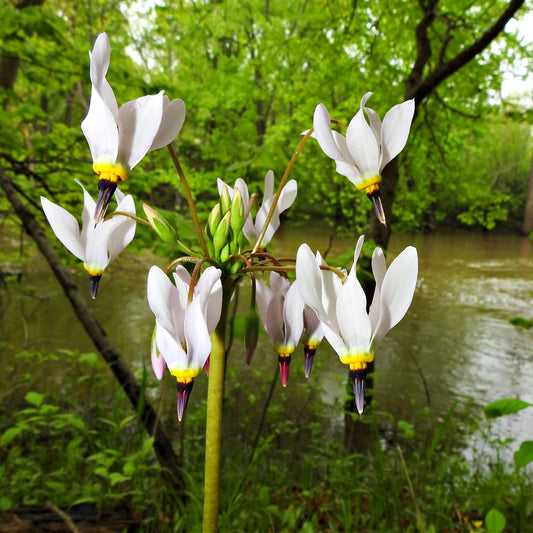 Shooting Star Plant