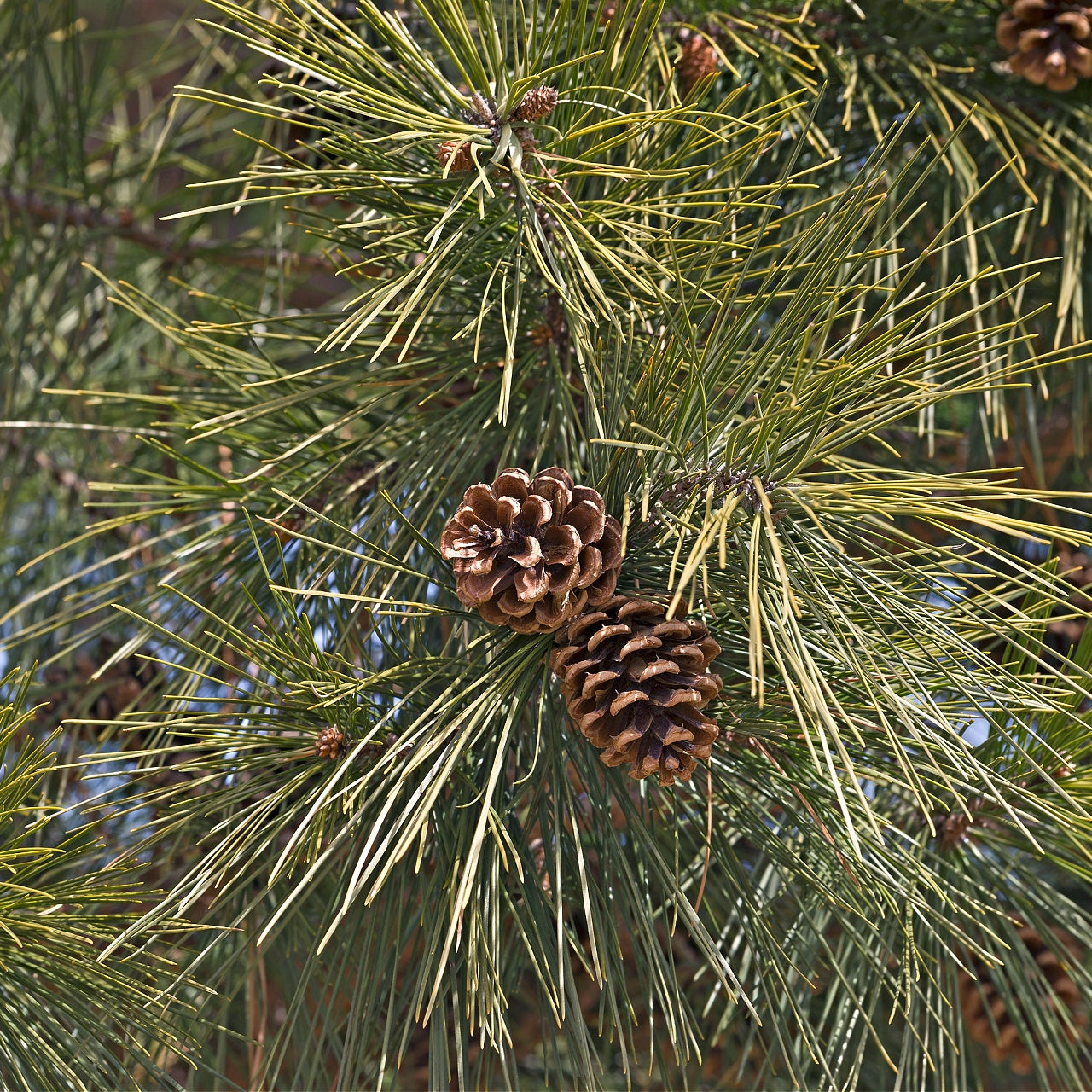 Shortleaf Pine