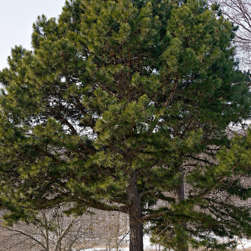 Shortleaf Pine Tree