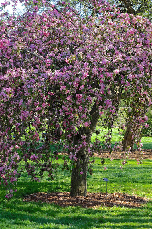 Crabapple Tree 