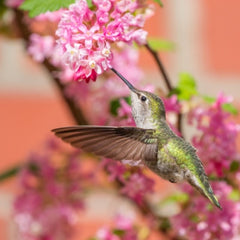 Hummingbird Plants