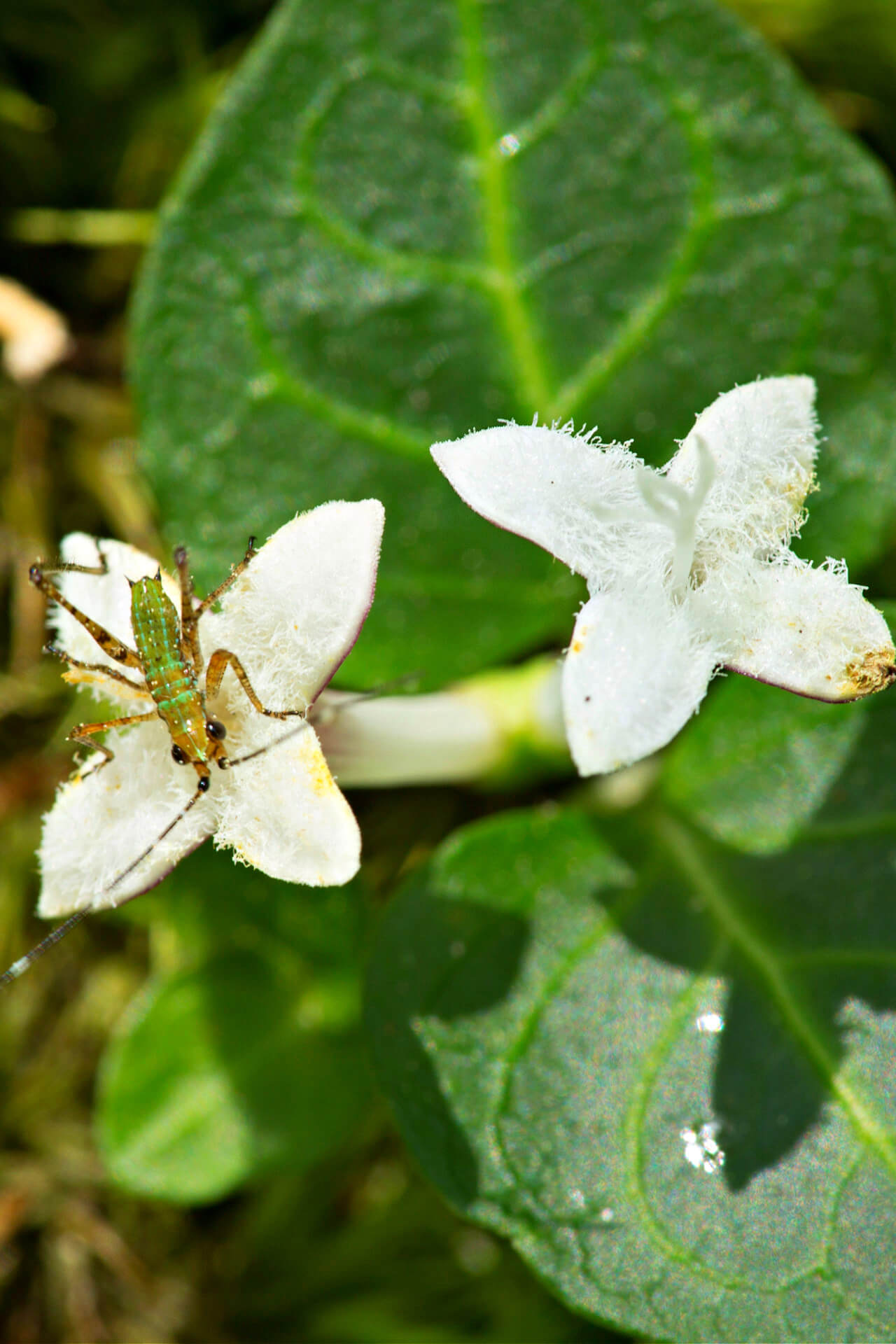 Mitchella Repens