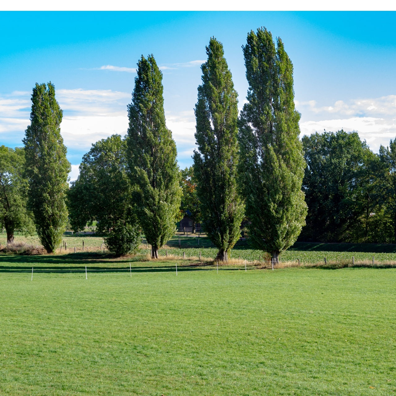 Lombardy Poplar