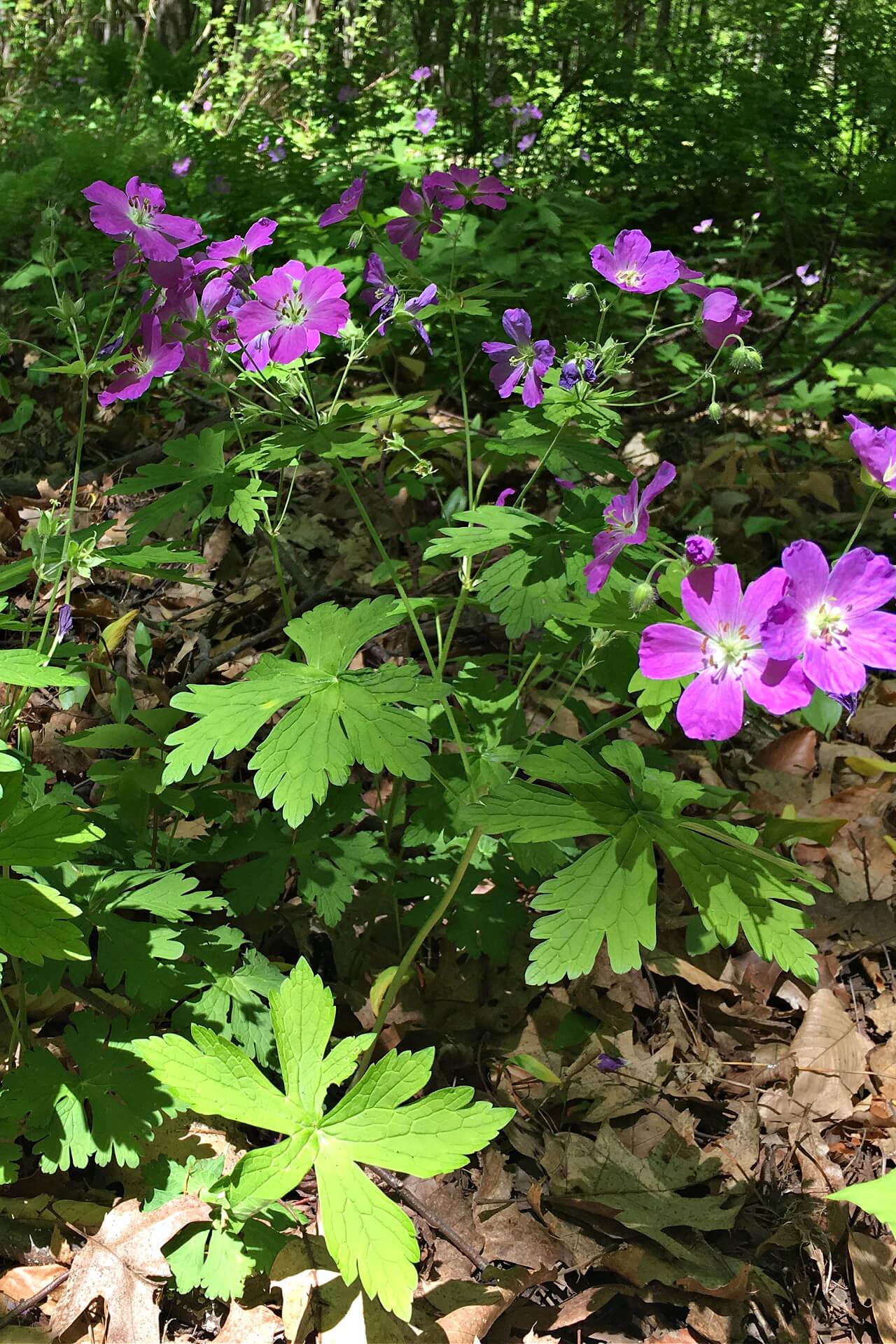 Geranium Maculatum