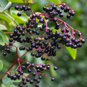 Elderberry Shrub