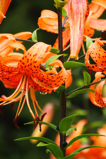 Tiger Lily