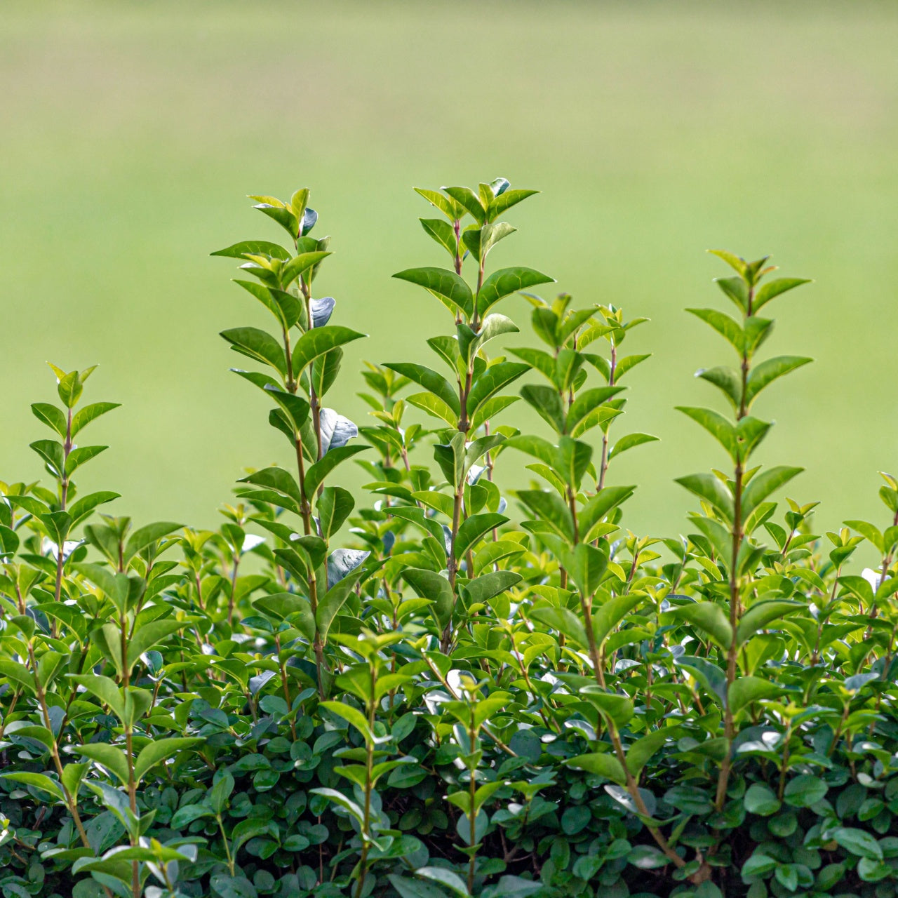 Privet Hedge