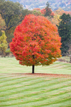 sugar maple tree