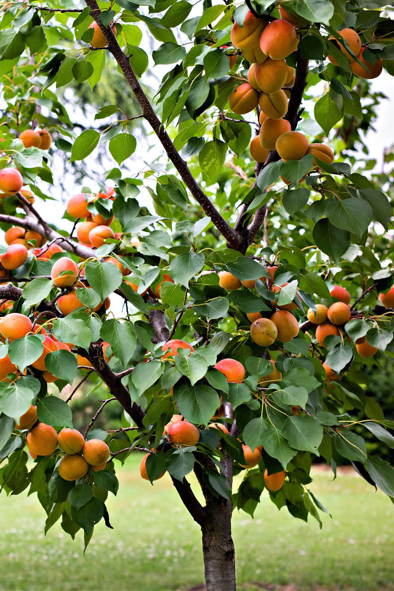 Apricot Tree