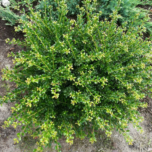 Helleri Holly 3-6"