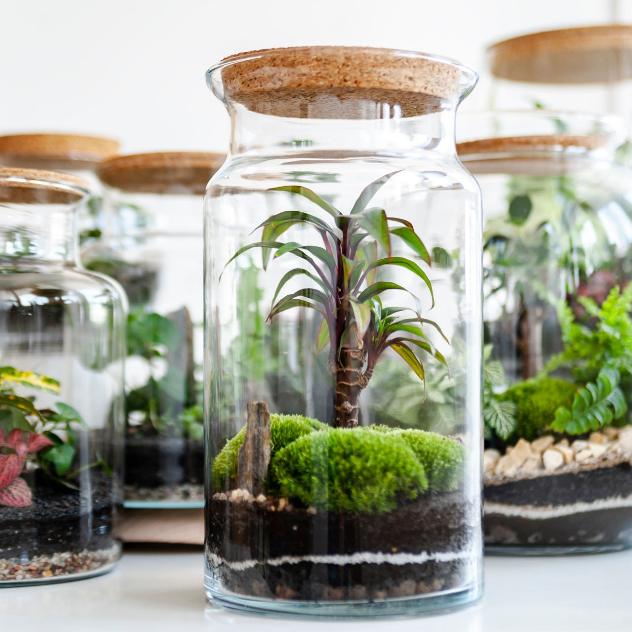 Terrarium Plant Kit