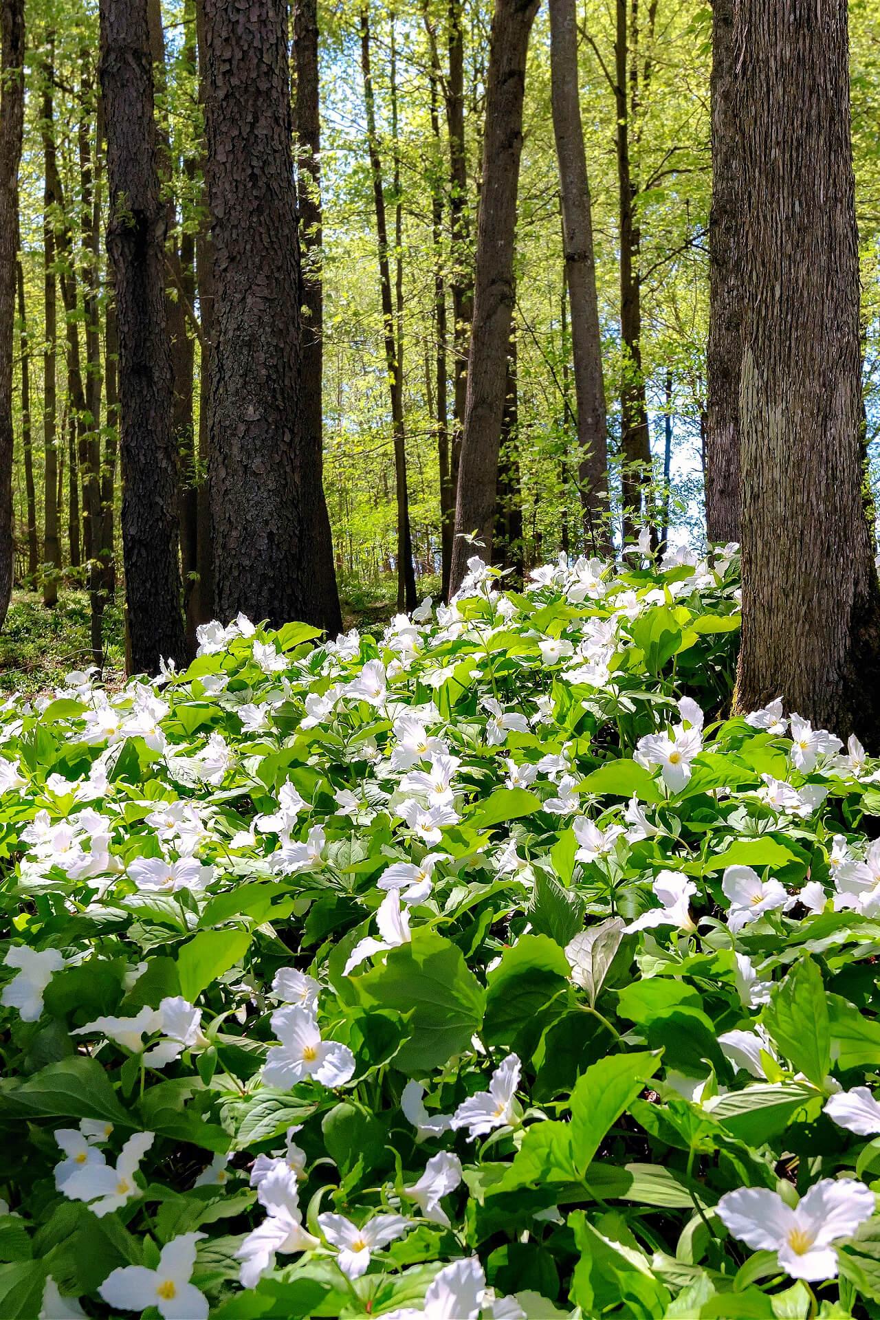 Great White Trillium