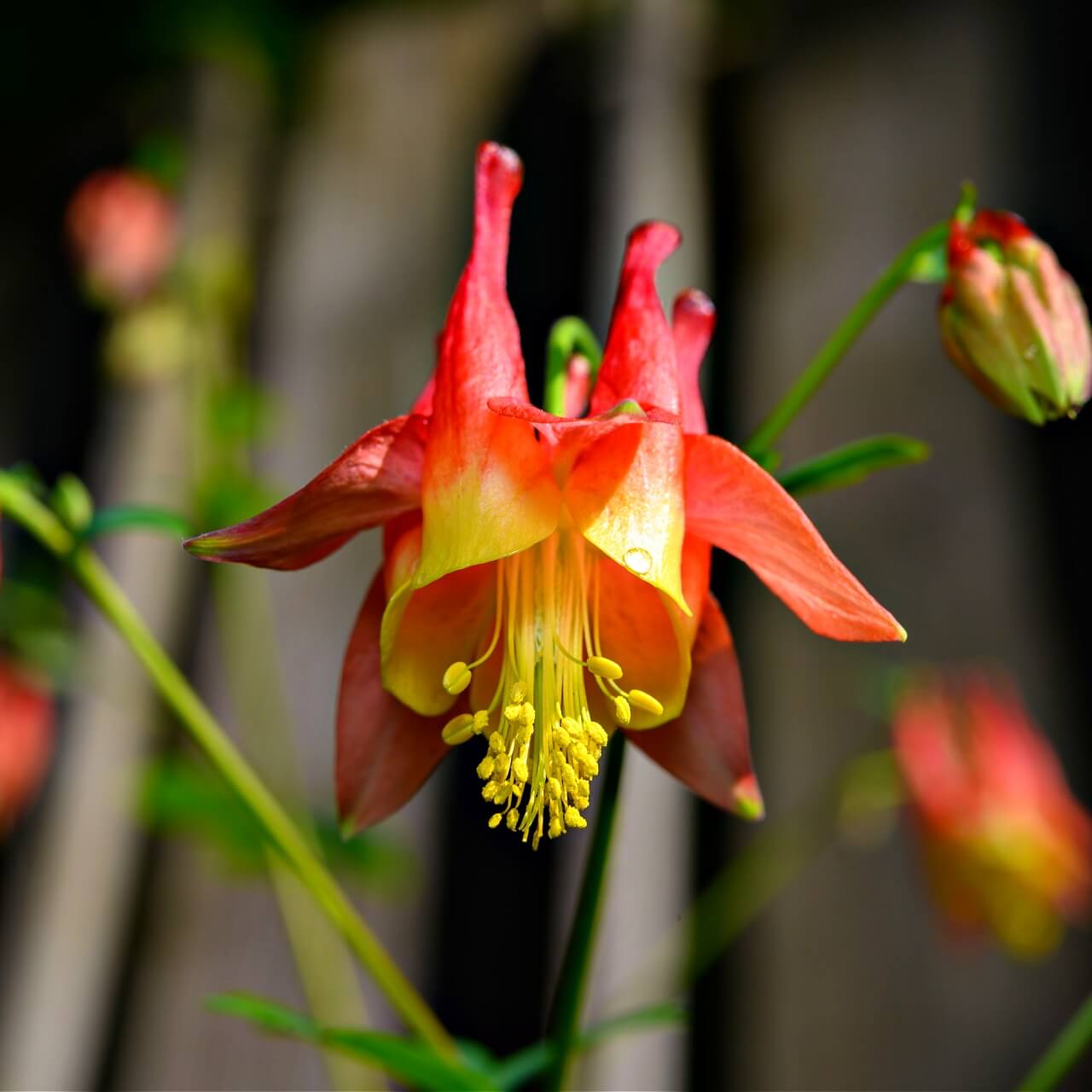 Columbine Plant