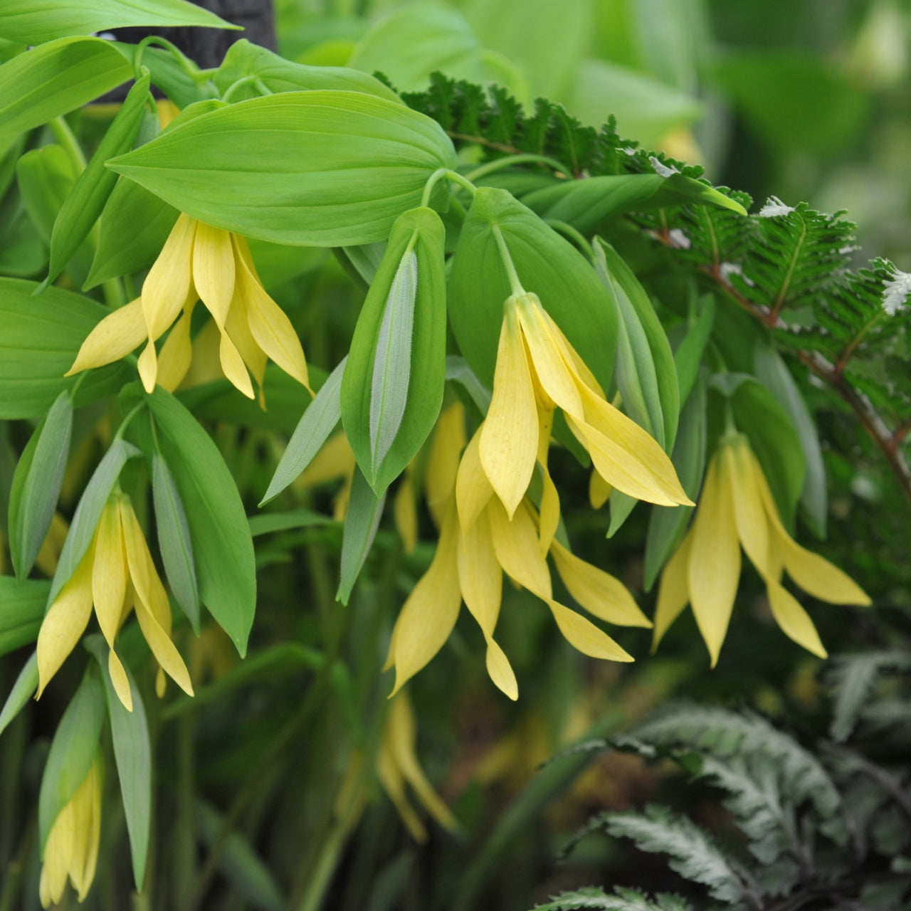 Bellflower - Bellwort