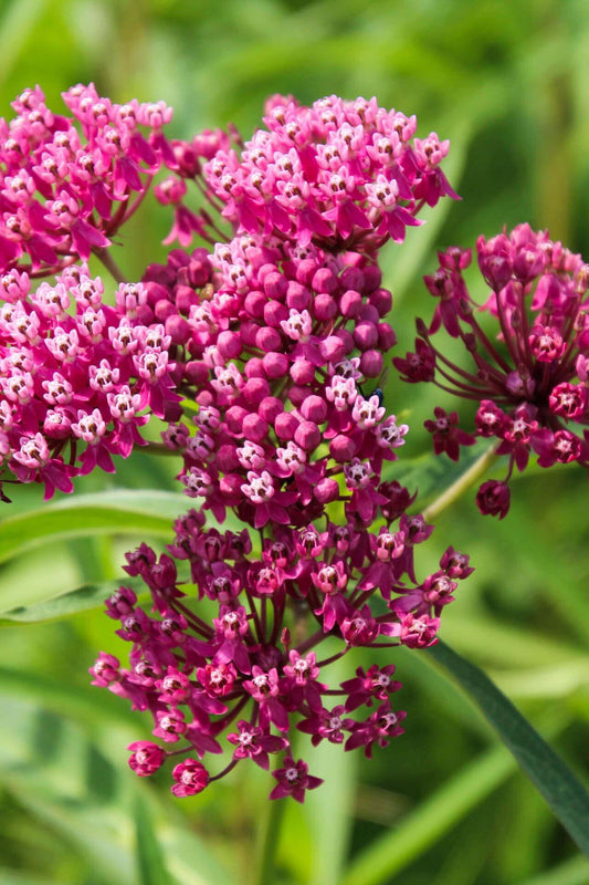 Milkweed Plant