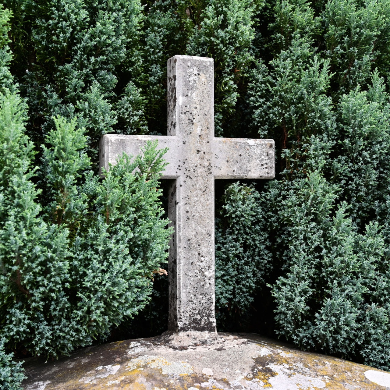 Memorial Tree - A Living Tribute