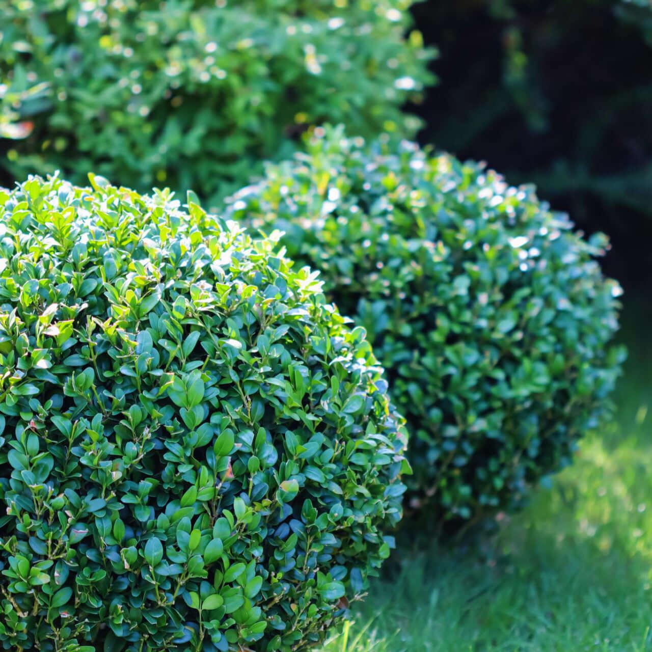 Wintergreen Boxwood