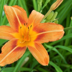 Orange Daylilly