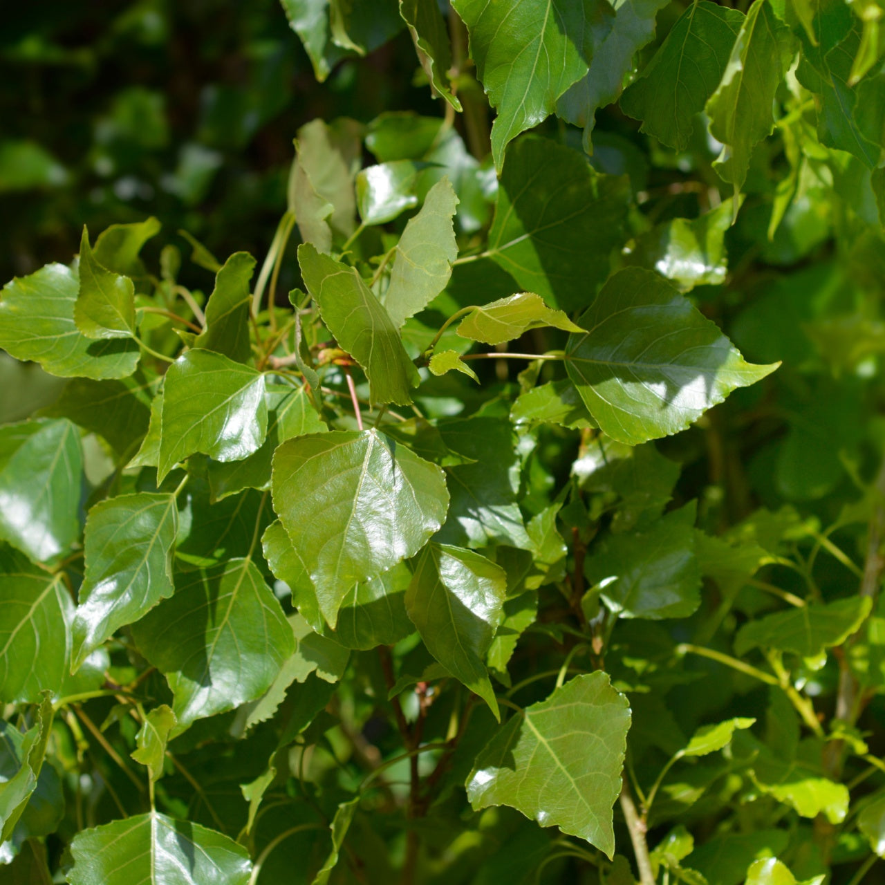 Lombardy Poplar