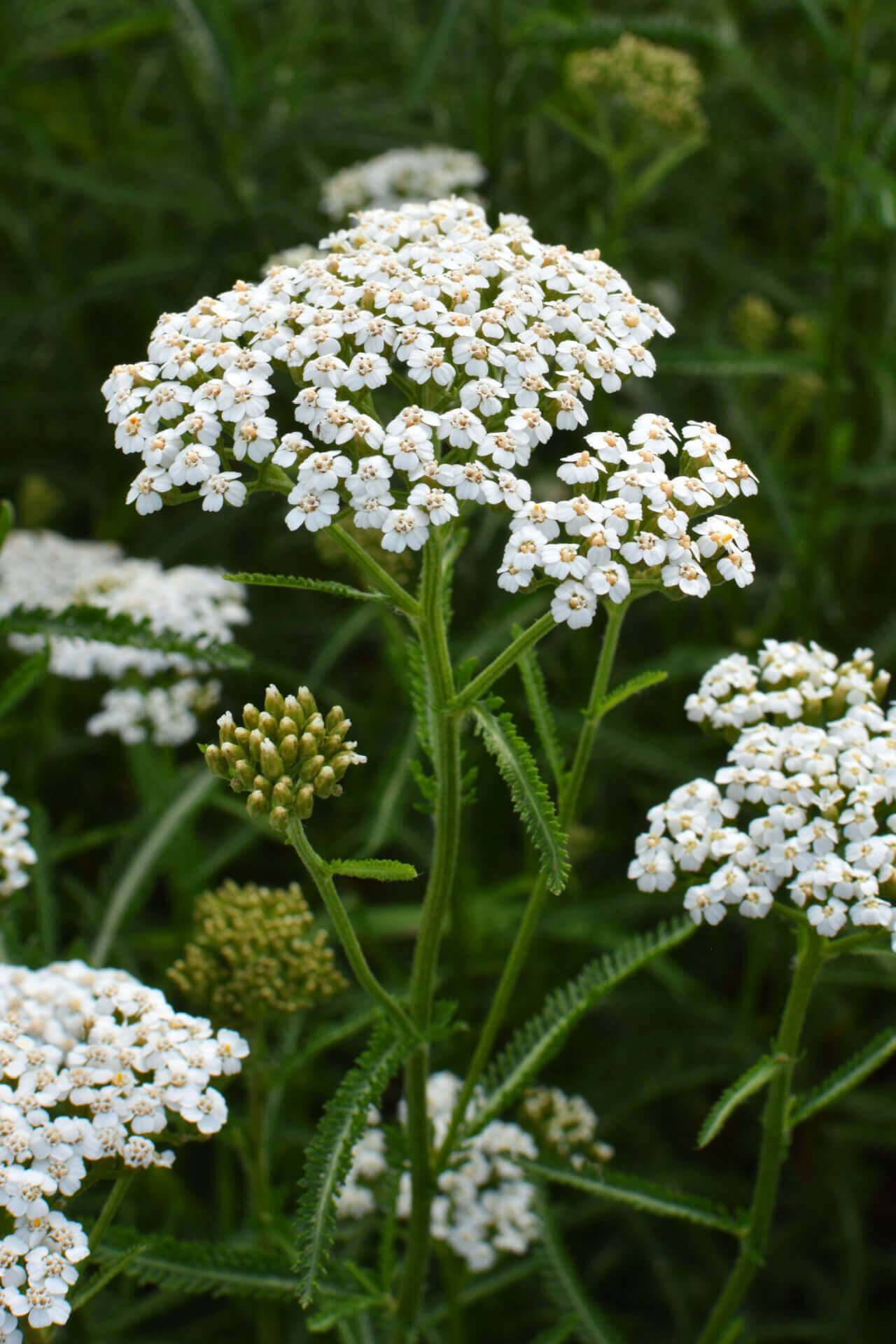 Yarrow Plant For Sale Online  Buy  Get  Free