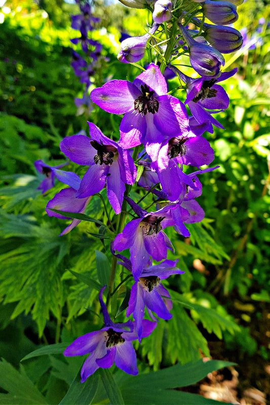 Larkspur (Delphinium)