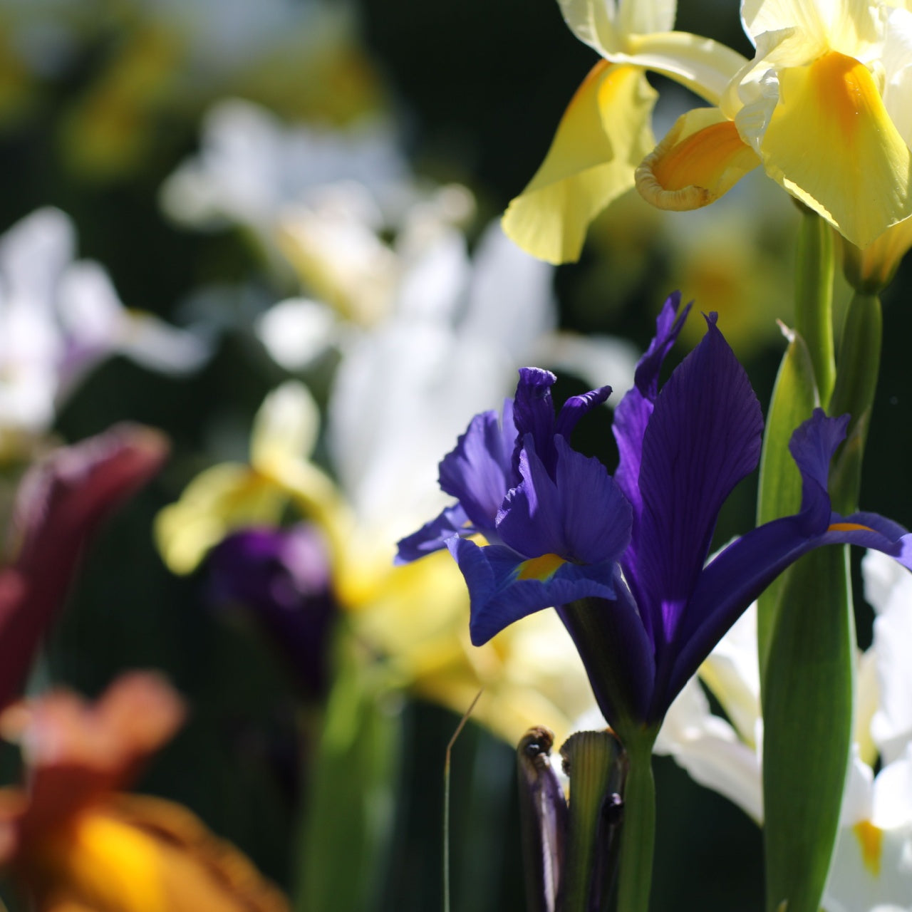 Dutch Iris Rainbow Collection - Package of 5 Plants