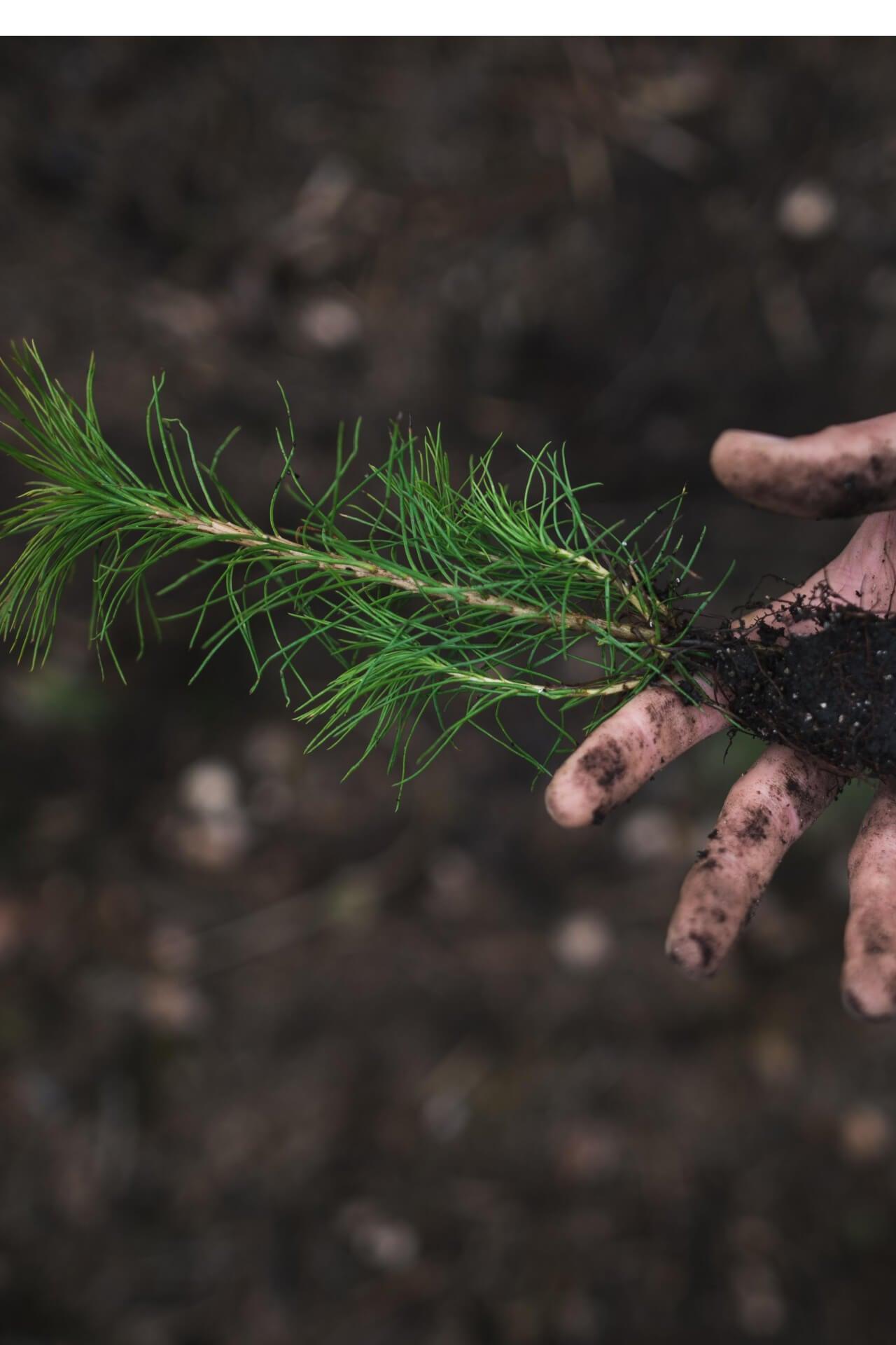 Loblolly Pine Seedlings