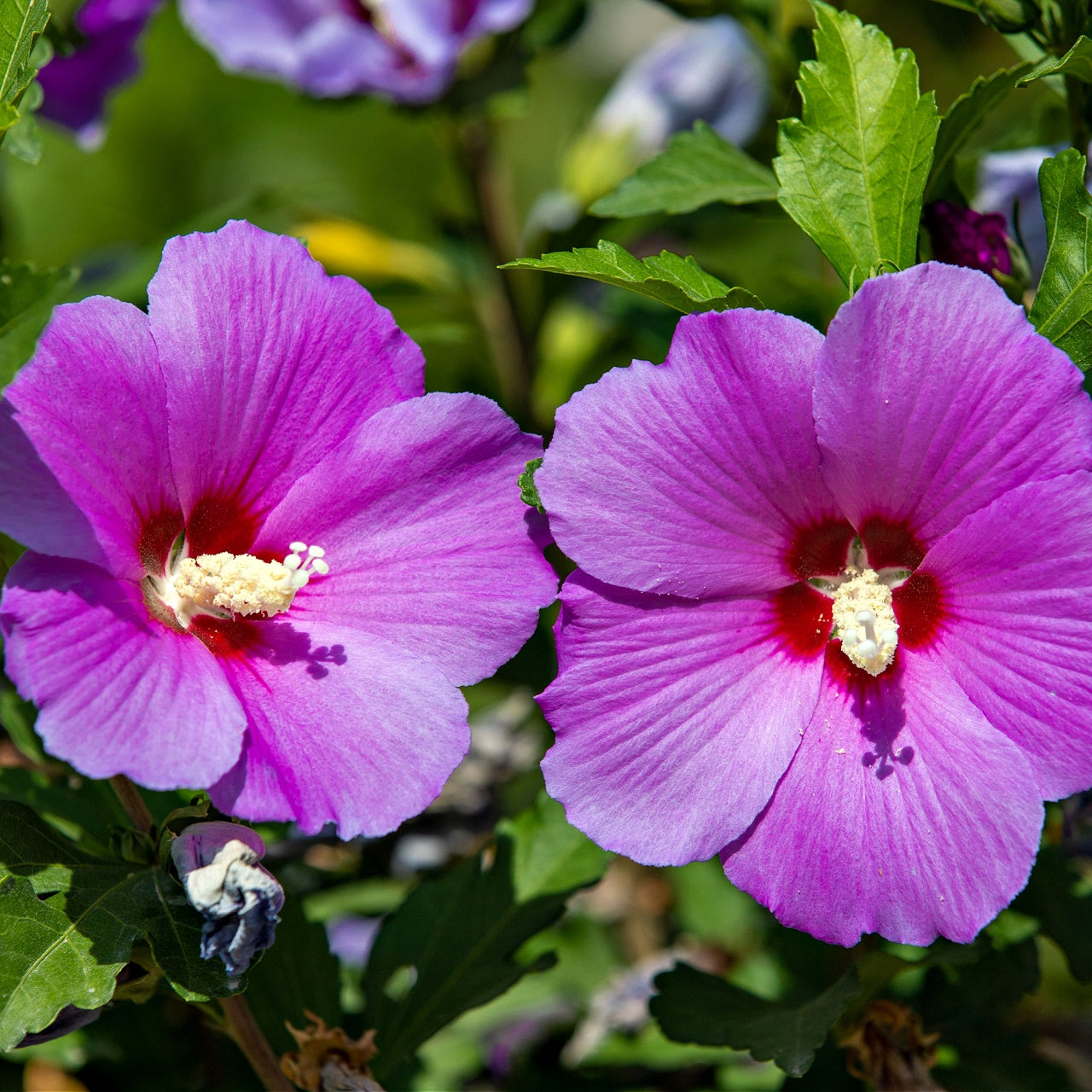 Purple Hibiscus