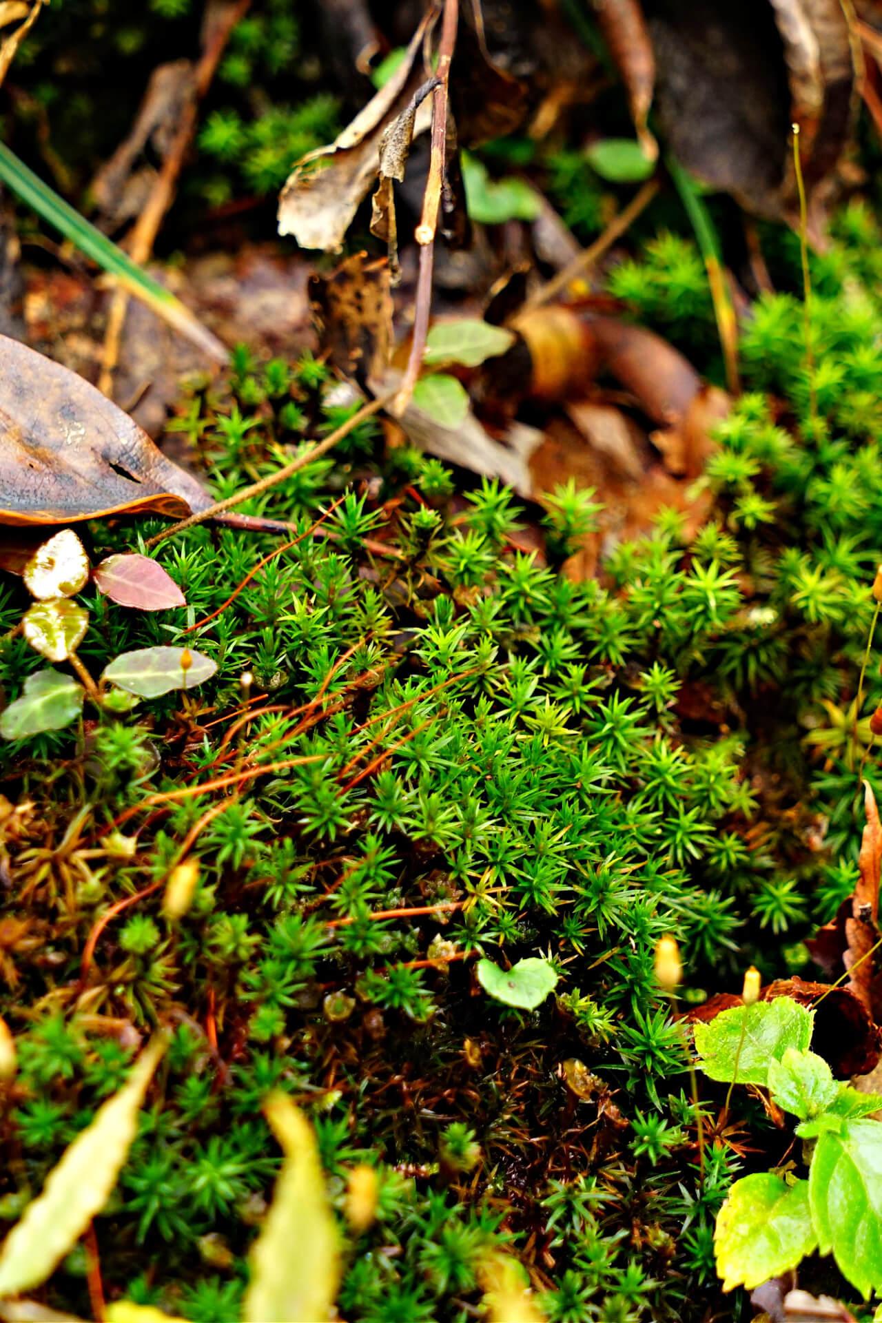 Haircap Moss - 5 Square Feet