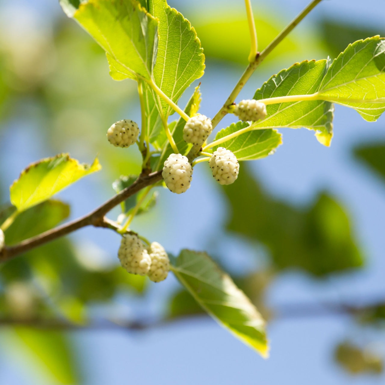 White Mulberry Tree