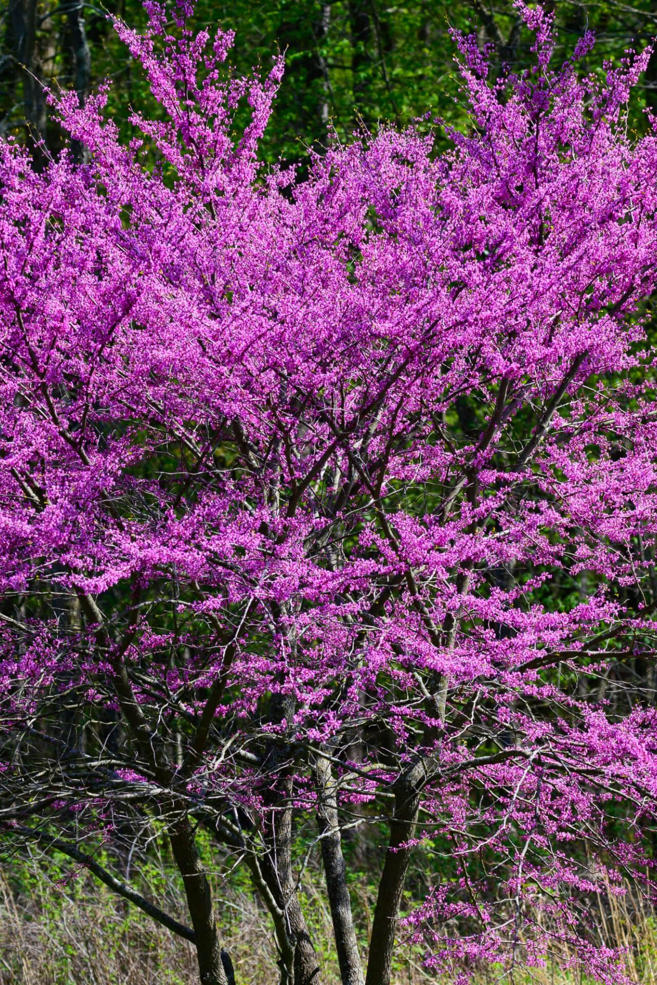 Redbud Tree