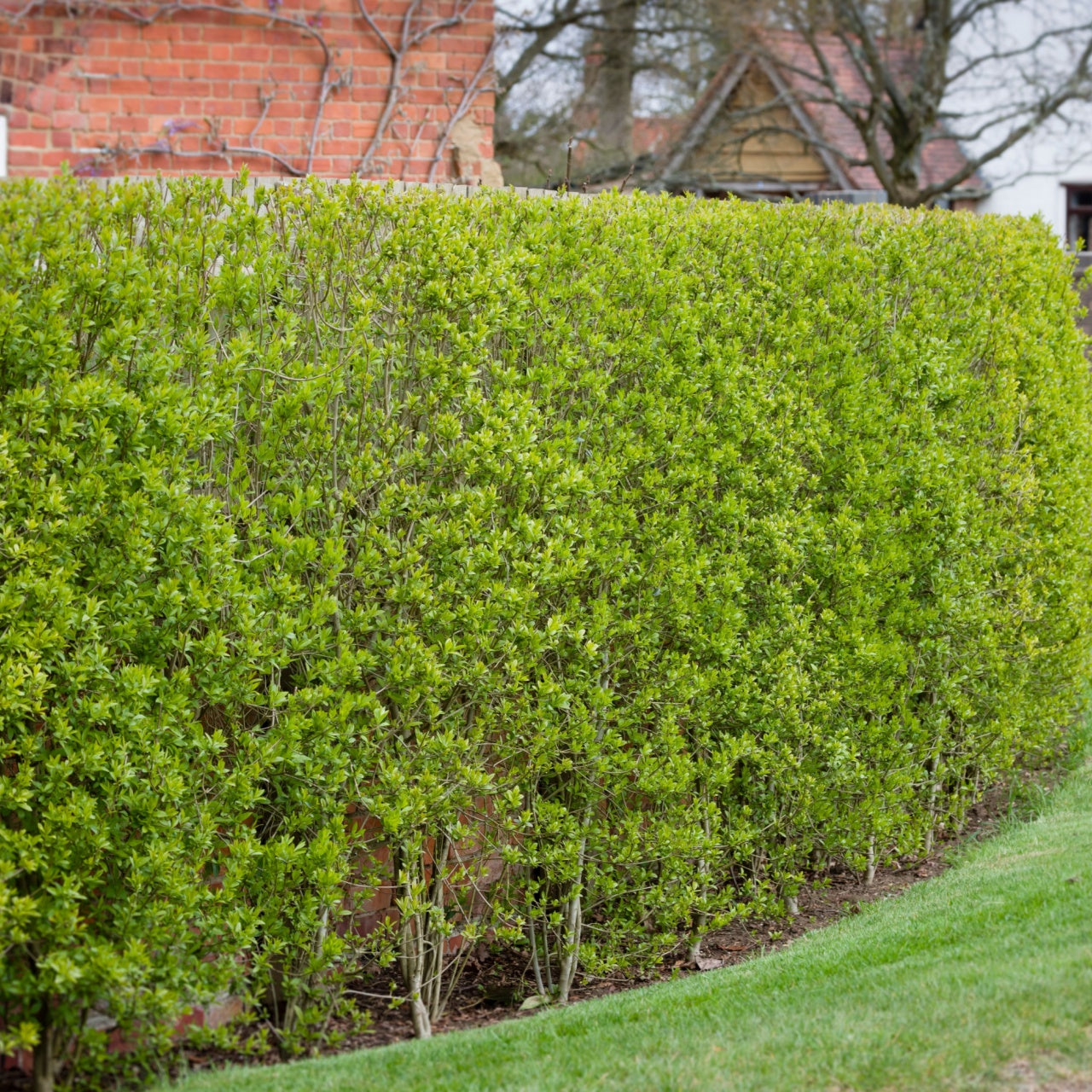 Privet Hedge