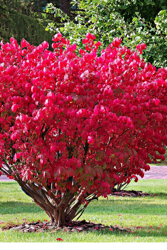 Burning Bush