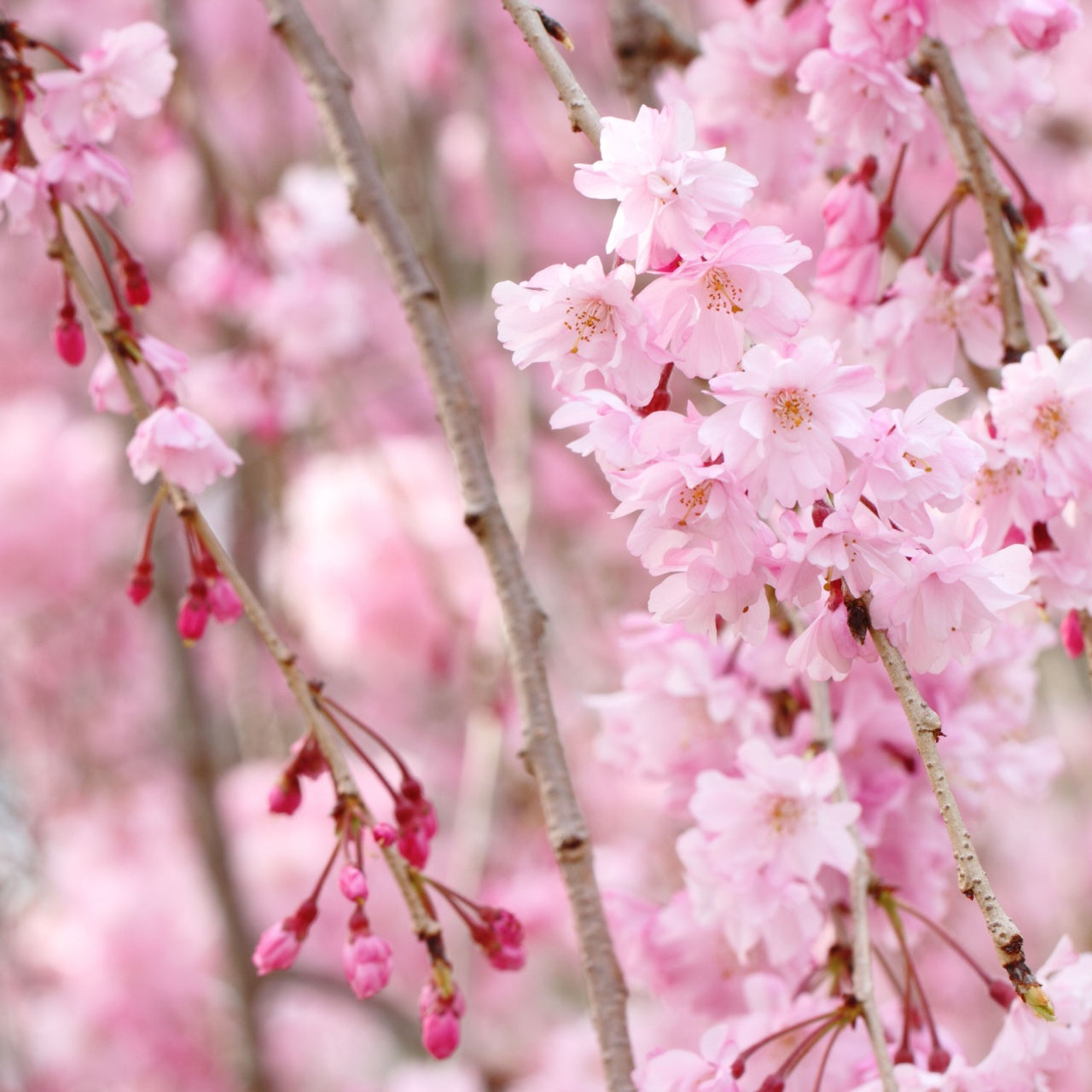 Weeping Cherry Tree