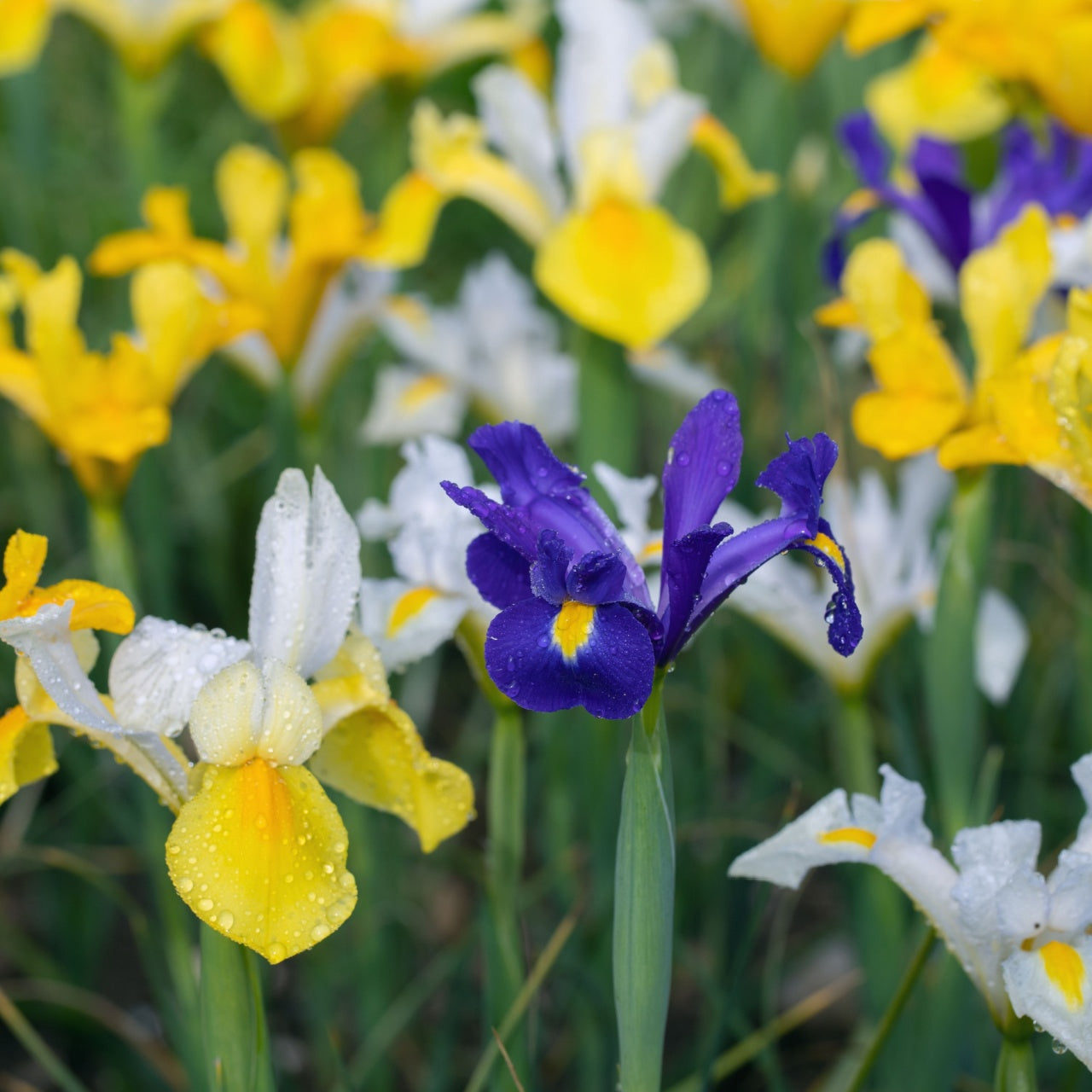 Dutch Iris Rainbow Collection - Package of 5 Plants