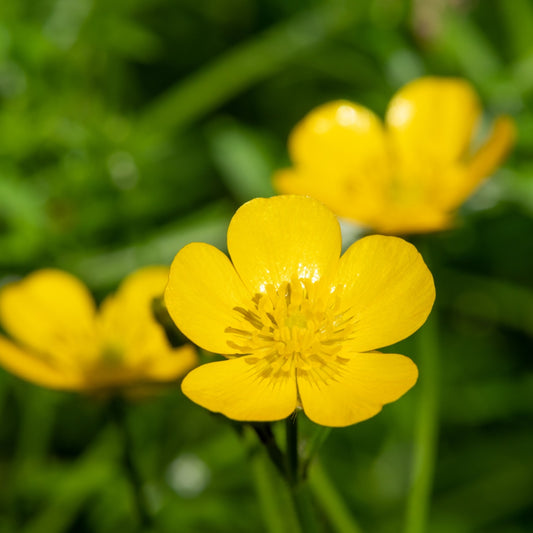 Ranunculus Repens